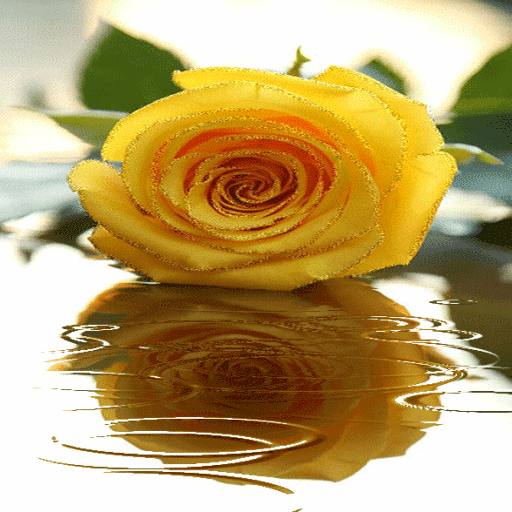 Yellow Rose Shine LWP icon