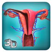 Female Reproductive System: Internal Organs 3D