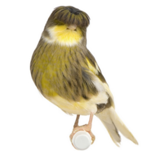 Birds Manager icon