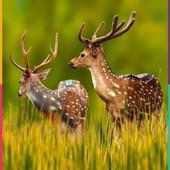 Wallpaper Hd on 9Apps