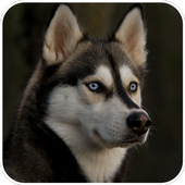Husky Dog Wallpaper icon