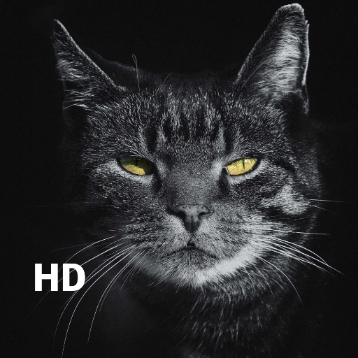 Black HD Wallpapers | Best Black Wallpapers icon