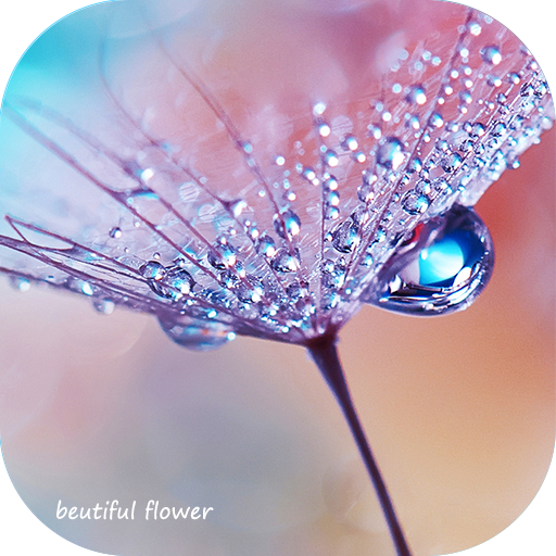 The most beautiful flower of the dewdrop theme icon