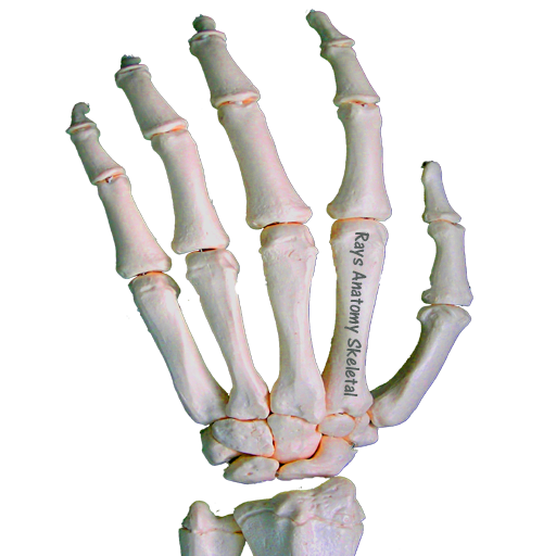 Rays Anatomy Skeletal System icon