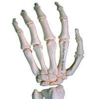 Rays Anatomy Skeletal System on 9Apps