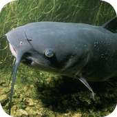 Catfish Wallpapers on 9Apps