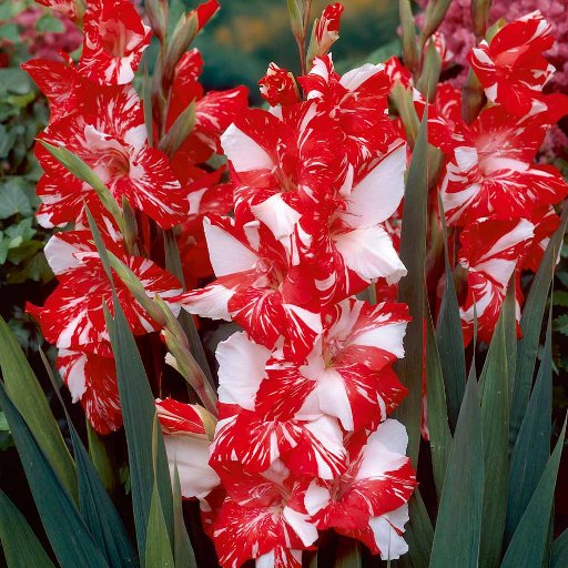 Gladiolus Flower HD Wallpaper иконка