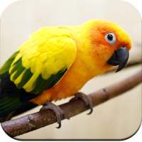 Parrot Wallpaper HD on 9Apps