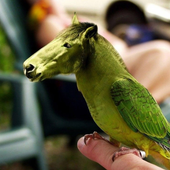 Funny Horses Jigsaw Puzzles icon