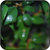 Pipal wallpapers icon