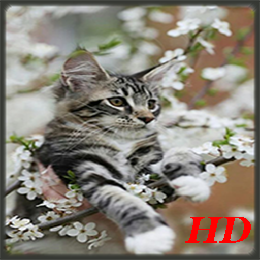 Cat HD Live Wallpaper icon