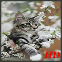 Cat HD Live Wallpaper