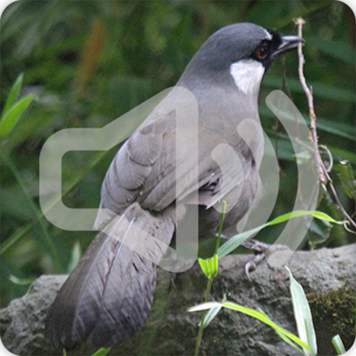 Black Throated Laughingthrush Bird Call Sounds icon