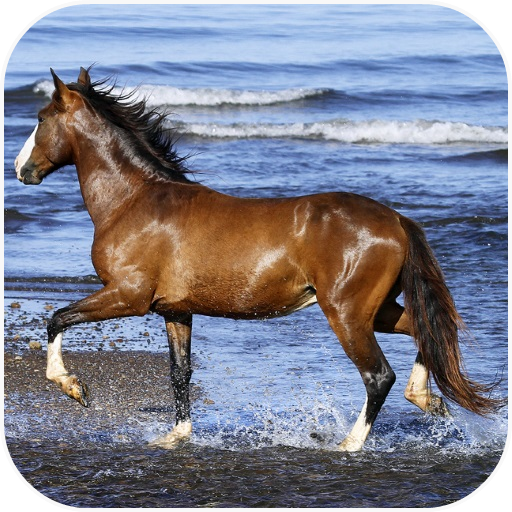 Amazing horses Video LWP icon