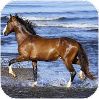 Amazing horses Video LWP on 9Apps