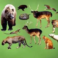 Animal Sounds - Real Animal Sounds & Ringtones