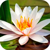 Water Lily Live Wallpaper icon