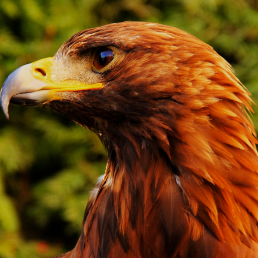 HQ Papel de Parede de Pássaros आइकन