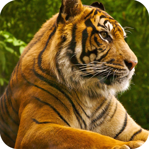 Tiger Wallpaper Best 4K icon