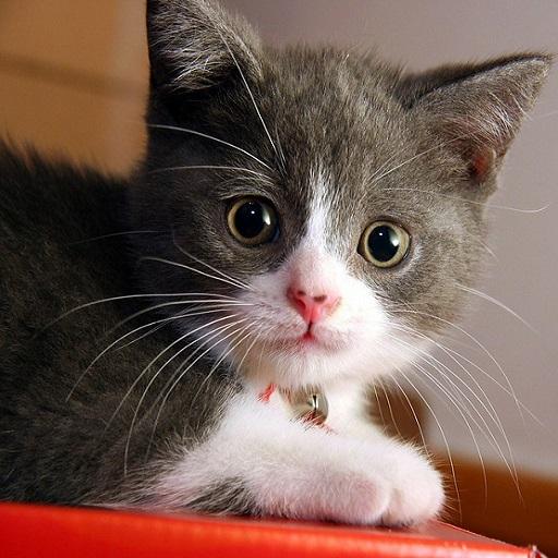 Cute Cat Wallpapers icon