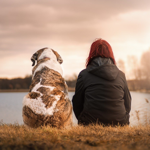 What dog breed am I? Test icon