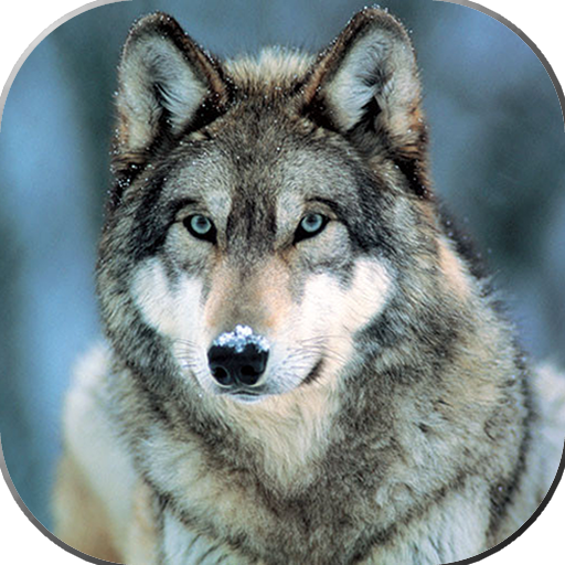 Imagenes de Lobos 🐺 icon