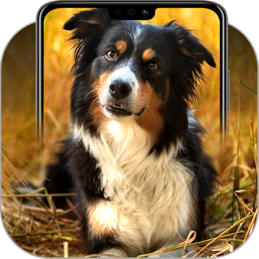 Border Collie Wallpapers icon