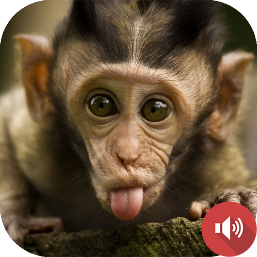 Monkey Sounds icon
