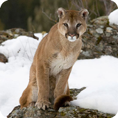 Puma Wallpaper أيقونة