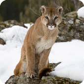 Puma Wallpaper on 9Apps