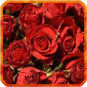 Rose Live Wallpapers
