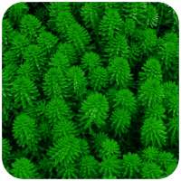 Nice Green Wallpaper on 9Apps