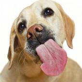 Cats Dogs lick screen LWP icon