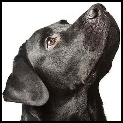 Labrador Wallpaper icon
