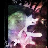 Yng Yang Cat LWP FREE icon