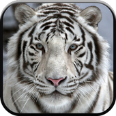 New Beautiful White Tiger Wallpapers icon