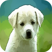 Dog Quiz icon