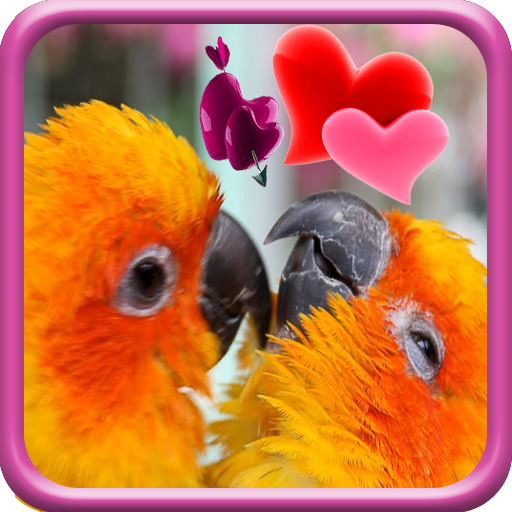Love Birds Live Wallpaper icon