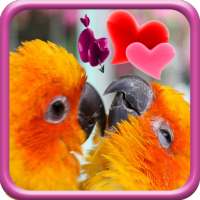 Love Birds Live Wallpaper