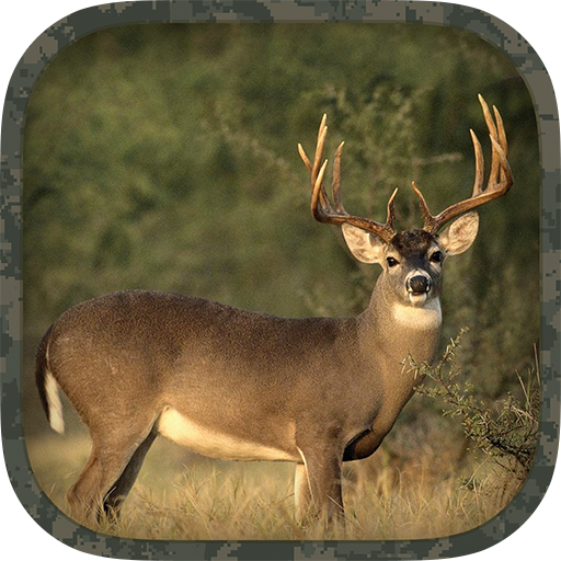 Whitetail Hunting Calls أيقونة