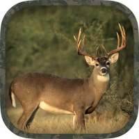 Whitetail Hunting Calls