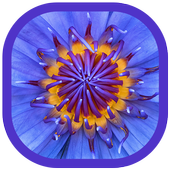 Обои для рабочего стола иконка