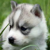 Cute Dogs Jigsaw Puzzles icon