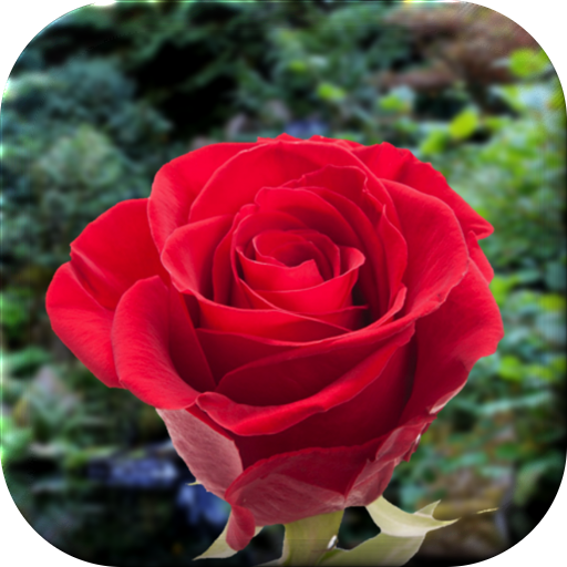 Roses Live Wallpaper icon