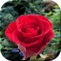 Roses Live Wallpaper on 9Apps