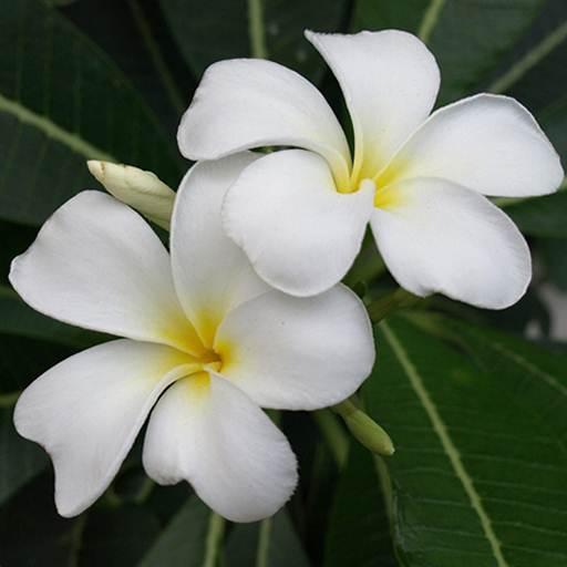 Plumeria Wallpaper icon