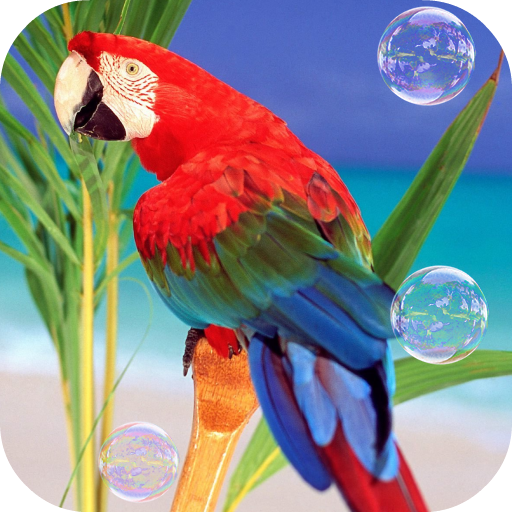 Parrots Live Wallpaper icon