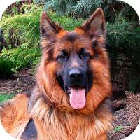 German Shepherd Wallpapers  (backgrounds & themes) on 9Apps