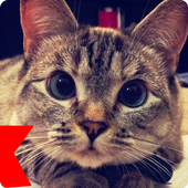 Cat Sounds icon