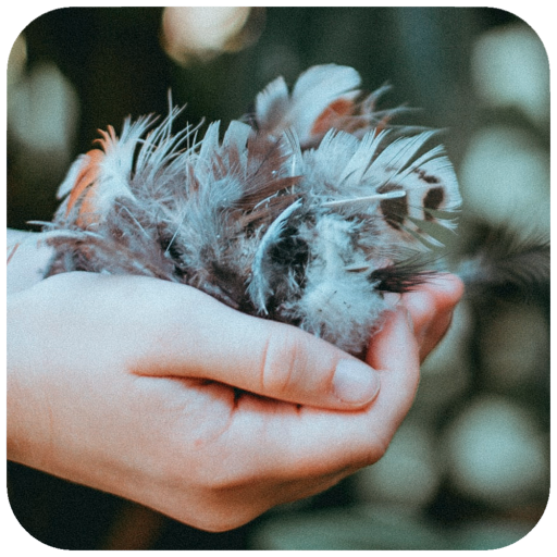 Best Feather Wallpaper icon